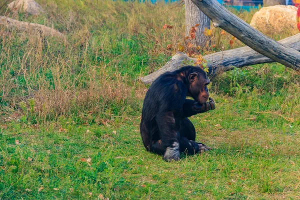 Chimpancé Macho Pan Troglodytes Sentado Césped Verde — Foto de Stock