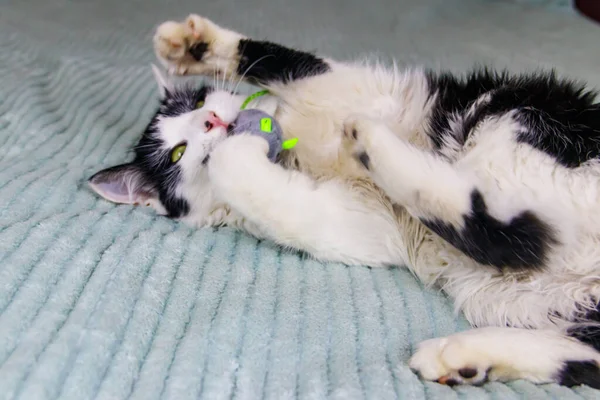 Hermoso Gato Jugando Con Juguete Ratón Una Cama — Foto de Stock