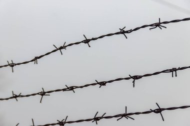 Siste dikenli tellere yakın plan.