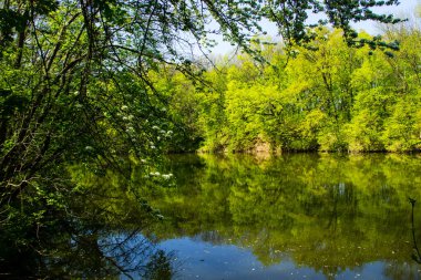 Yeşil Ormandaki Göl
