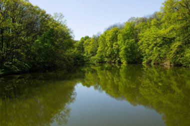 Yeşil Ormandaki Göl