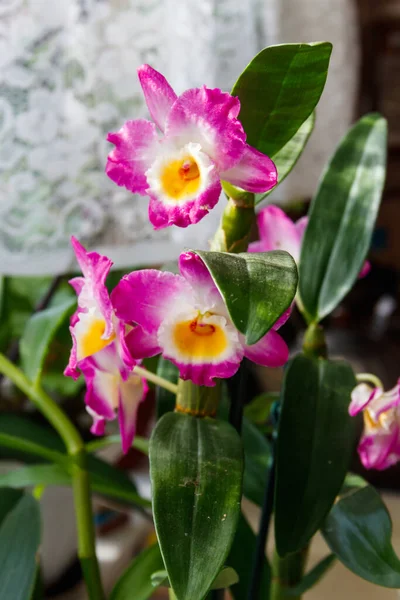 Bir Saksı Mor Çiçek Açan Dendrobium Orkidesi — Stok fotoğraf
