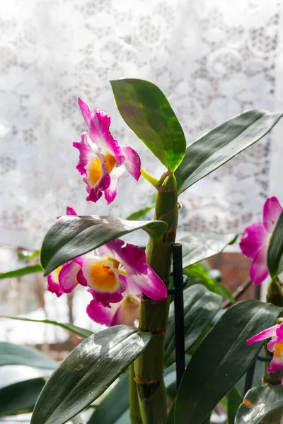 Potted Purple Blooming Dendrobium Orchid Houseplant — Stock Photo, Image