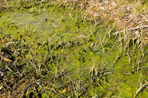 Marshland Algami Wodzie Stojącej — Zdjęcie stockowe