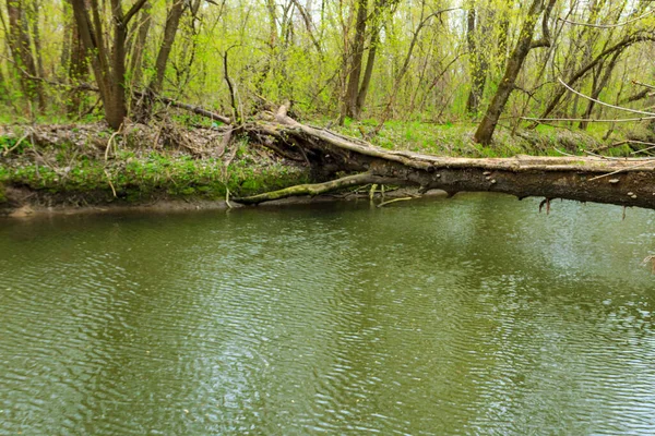 Yeşil Ormandaki Bir Nehrin Üzerindeki Bir Köprü Gibi Devrilmiş Ağaç — Stok fotoğraf