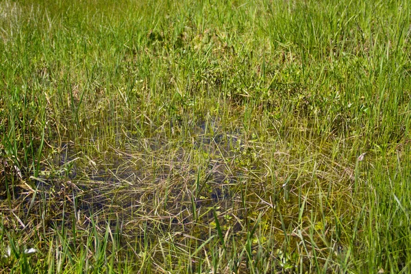 Palude Erbosa Con Acqua Stagnante — Foto Stock