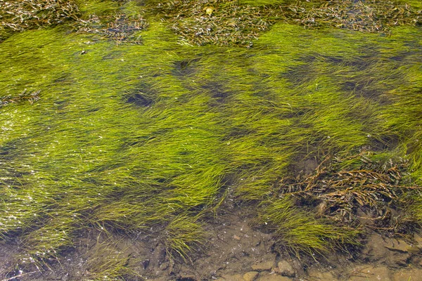 Πράσινα Φύκια Στην Επιφάνεια Του Νερού — Φωτογραφία Αρχείου