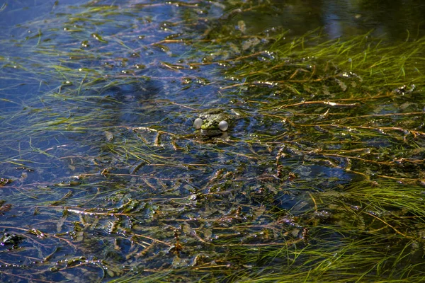 Żaba Bagnie — Zdjęcie stockowe
