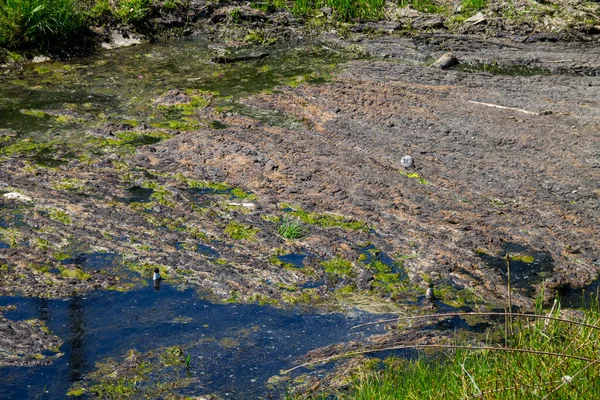 Odpływ Wody Kanale Zielone Glony Powierzchni Wody Zanieczyszczenie Środowiska — Zdjęcie stockowe