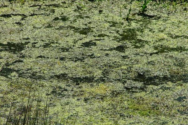 Grüner Wasserlinsen Auf Der Wasseroberfläche — Stockfoto