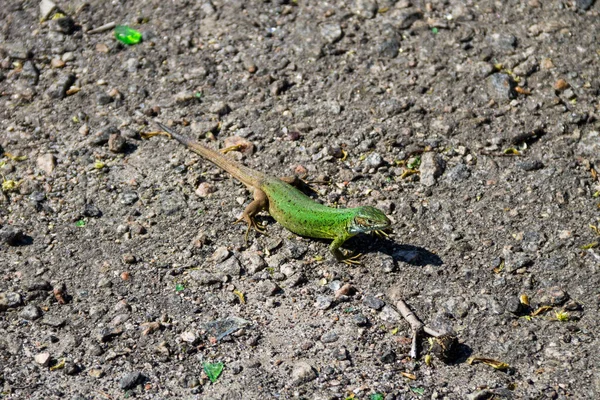 Zielona Jaszczurka Szarej Drodze Asfaltowej — Zdjęcie stockowe