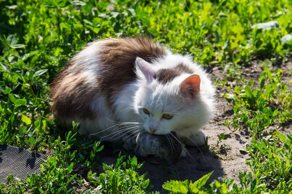 Cute cat hunter caught a mouse and holds in teeth outdoor