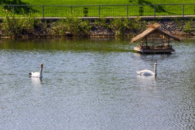 Beyaz kuğular Gölde yüzen çifti