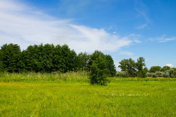 Літній Пейзаж Зеленими Деревами Лугом Блакитним Небом — стокове фото