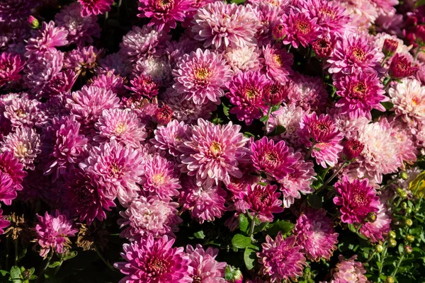 Pinkfarbene Chrysanthemen Auf Dem Beet Garten Herbst — Stockfoto