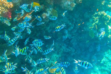 Indo-Pacific sergeant (Abudefduf vaigiensis), also  known as the Sergeant major on coral reef in the Red sea. School of fish undersea