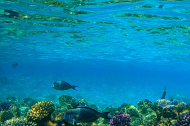 Sohal cerrah balığı (Acanthurus sohal) ya da sohal tang, Kızıl Deniz 'e özgü bir balık türü. Ras Mohammed Ulusal Parkı 'ndaki Kızıl Deniz' de mercan resifinde Sohal cerrah balığı. Mısır 'daki Sina Yarımadası