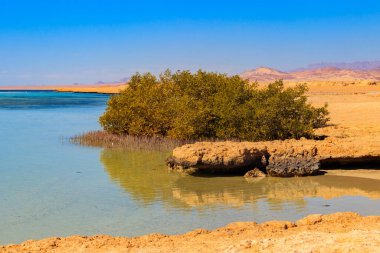 Ras Mohammed Ulusal Parkı 'ndaki Mangrove ağaçları, Mısır' daki Sina Yarımadası