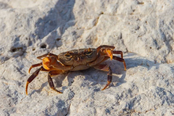 Freshwater river crab (Potamon ibericum) on stone near a mountain river