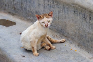 Parktaki beton bankta başıboş bir kedi. Evsiz hayvanları koruma kavramı