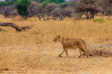 Dişi aslan (Panthera leo) Tarangire Milli Parkı, Tanzanya 'da yürüyor