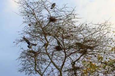 Marabou storks (Leptoptilos crumeniferus) on a tree