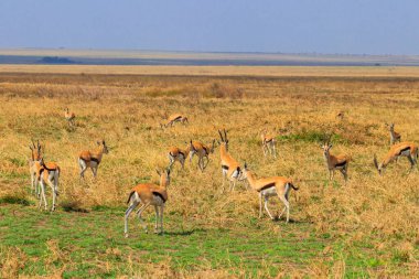 Tanzanya 'daki Serengeti Ulusal Parkı' nda Thomson ceylanı sürüsü (Eudorcas thomsonii). Afrika 'nın vahşi yaşamı
