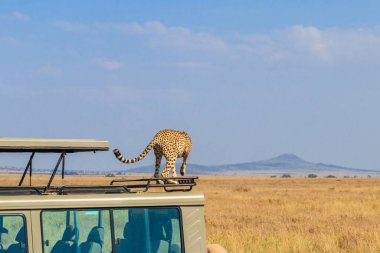 Çita (Acinonyx jubatus), Tanzanya 'daki Serengeti Ulusal Parkı' nda savanada bir SUV 'nin tepesinde. Afrika 'da Safari