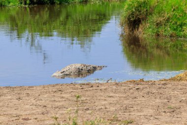 Tanzanya 'nın başkenti Serengeti Ulusal Parkı' nda bulunan bir nehirde Nil Timsahı (Crocodylus niloticus). Afrika 'nın vahşi yaşamı