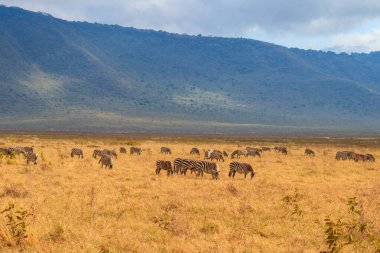 Tanzanya 'daki Ngorongoro Krateri Ulusal Parkı' nda bir zebra sürüsü. Afrika 'nın vahşi yaşamı