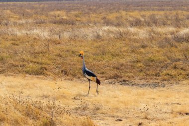 Tanzanya 'daki Ngorongoro krater ulusal parkında gri taçlı turna (Balearica Regulorum). Afrika 'nın vahşi yaşamı