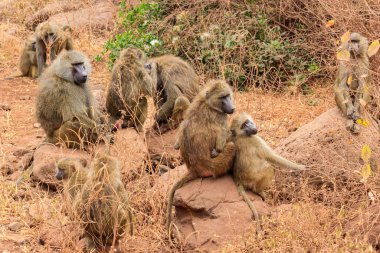 Group of olive baboons (Papio anubis), also called the Anubis baboons, in Lake Manyara National Park in Tanzania