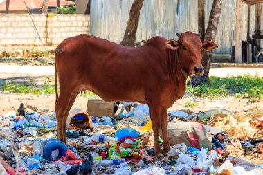 Zebu sığırları çöp yığınının içinde duruyor. Zanzibar, Tanzanya