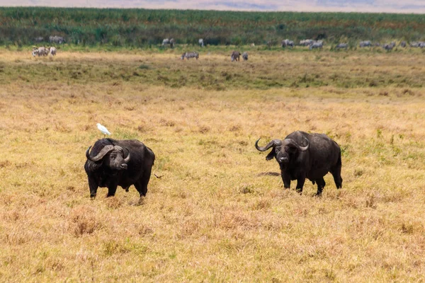 African buffalos or Cape buffalos (Syncerus caffer) in Ngorongoro Crater National Park in Tanzania. Wildlife of Africa