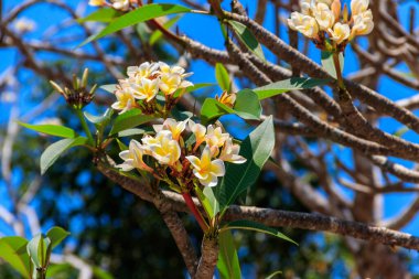 Güzel çiçek açan Plumeria ağacı, Frangipani ve Tapınak ağacı olarak da bilinir.