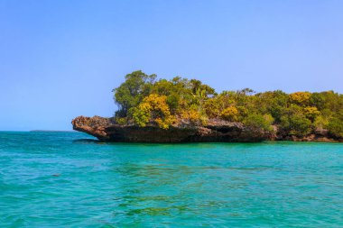 Mangrovlar Kwale adasının göletinde. Bu, Tanzanya 'nın güneyinde, Zanzibar' da küçük bir ada.