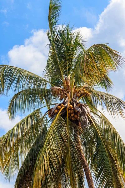 Coconut palm tree (Cocos nucifera) with ripening coconuts against blue sky