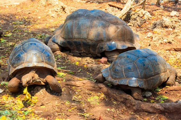 Aldabra Reuzenschildpadden Gevangeniseiland Zanzibar Tanzania — Stockfoto