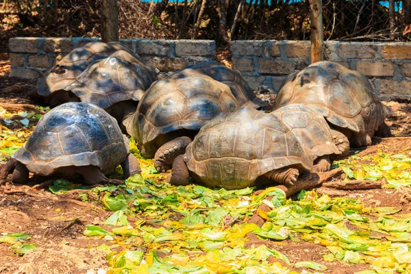 Hapishane Adasında Aldabra Dev Kaplumbağaları Tanzanya Zanzibar — Stok fotoğraf