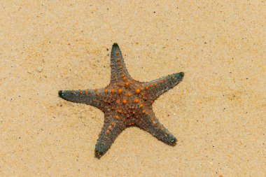 Sarı kumsaldaki deniz yıldızı. Üst görünüm