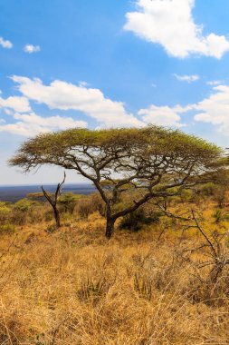 Tanzanya 'daki Serengeti Milli Parkı' ndaki Afrika akasya ağacı