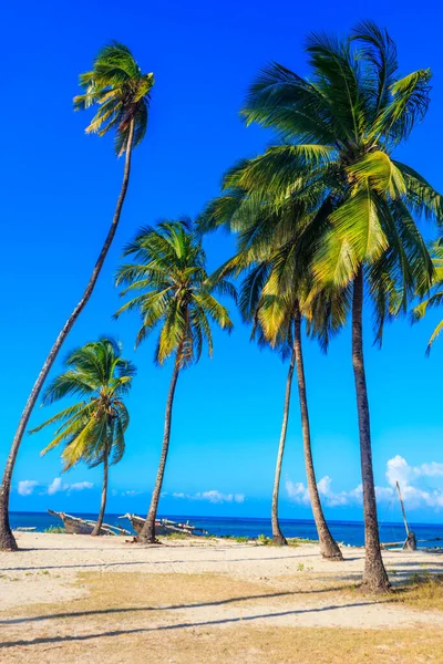 Coconut palm trees (Cocos nucifera) with ripening coconuts against blue sky on the tropical beach of the Indian ocean on Zanzibar, Tanzania