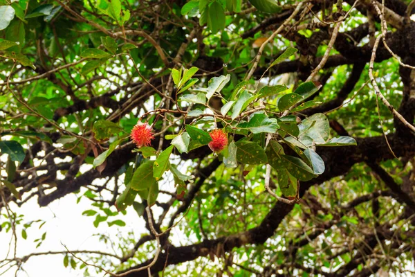 Frutos Del Lichi Que Crecen Árbol Una Granja Especias Zanzíbar —  Fotos de Stock