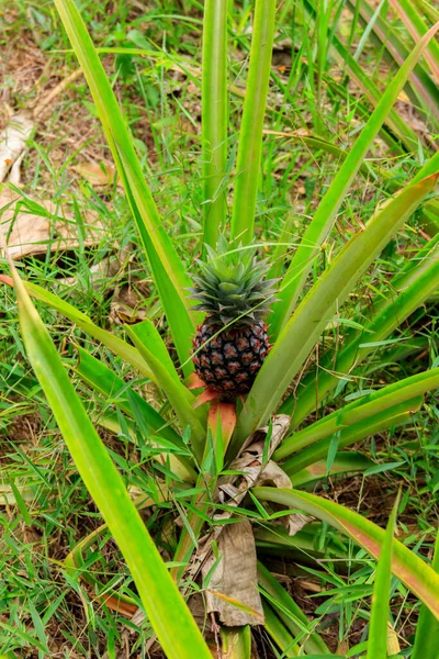 Ananas Växt Med Omogna Frukter Som Växer Trädgården — Stockfoto