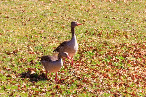 Greylag Geese Anser Anser Green Grass — Stock Photo, Image