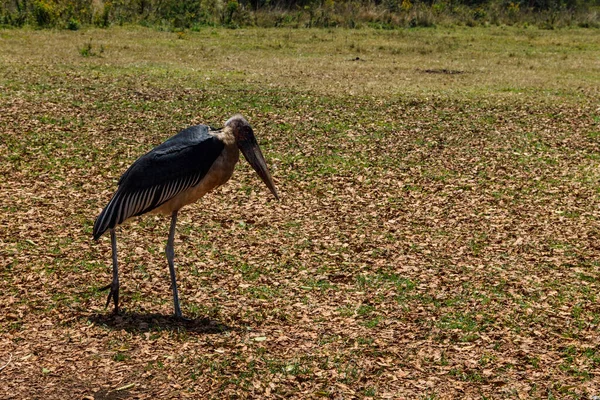 Marabou Cegonha Leptoptilos Crumenifer Andando Gramado — Fotografia de Stock