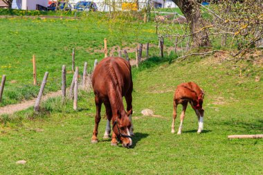 Mare at ve yavrusu yeşil bir çayırda