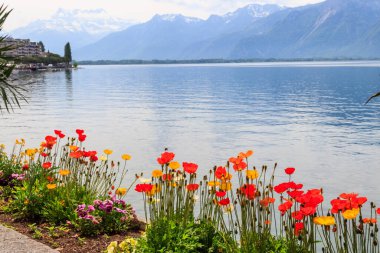 Alp Dağları 'nda renkli gelincikler ve İsviçre' nin Montreux kentindeki Cenevre Gölü 'nün güzel manzarası.