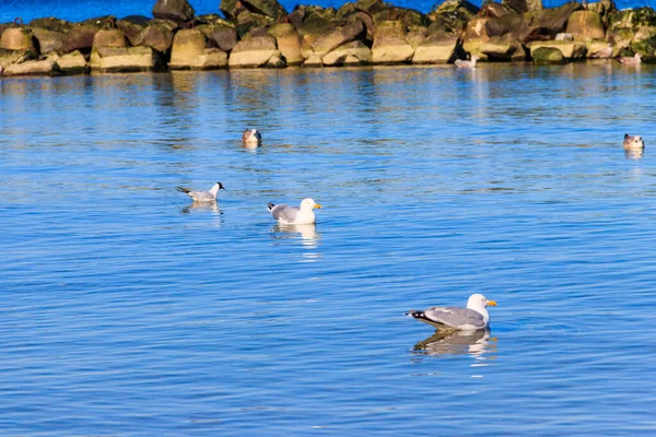 Flock Seagulls Swimming Baltic Sea — Stock Photo, Image