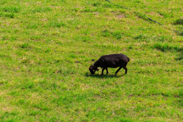 Black Sheep Grazing Green Alpine Meadow — Stock Photo, Image